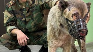 Казахстанский пожарный проведал в клинике собаку, которую спас из горящего дома