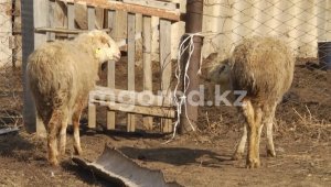 Пять лет условно получили жители Атырауской области за кражу овец