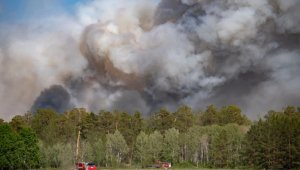 810 лесных пожаров было зарегистрировано за 2023 год в Казахстане