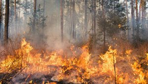В лесах Алматинской области начинается пожароопасный период