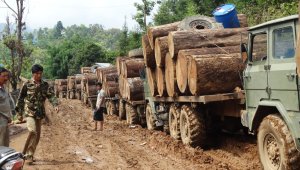 Контрабанда дерева поддерживает конфликт в Мьянме